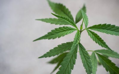 What Are Cannabinoids?