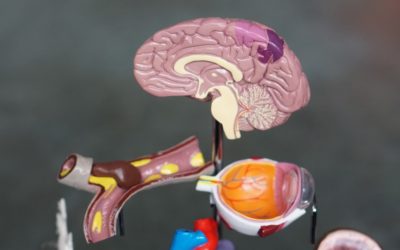 The Endocannabinoid System