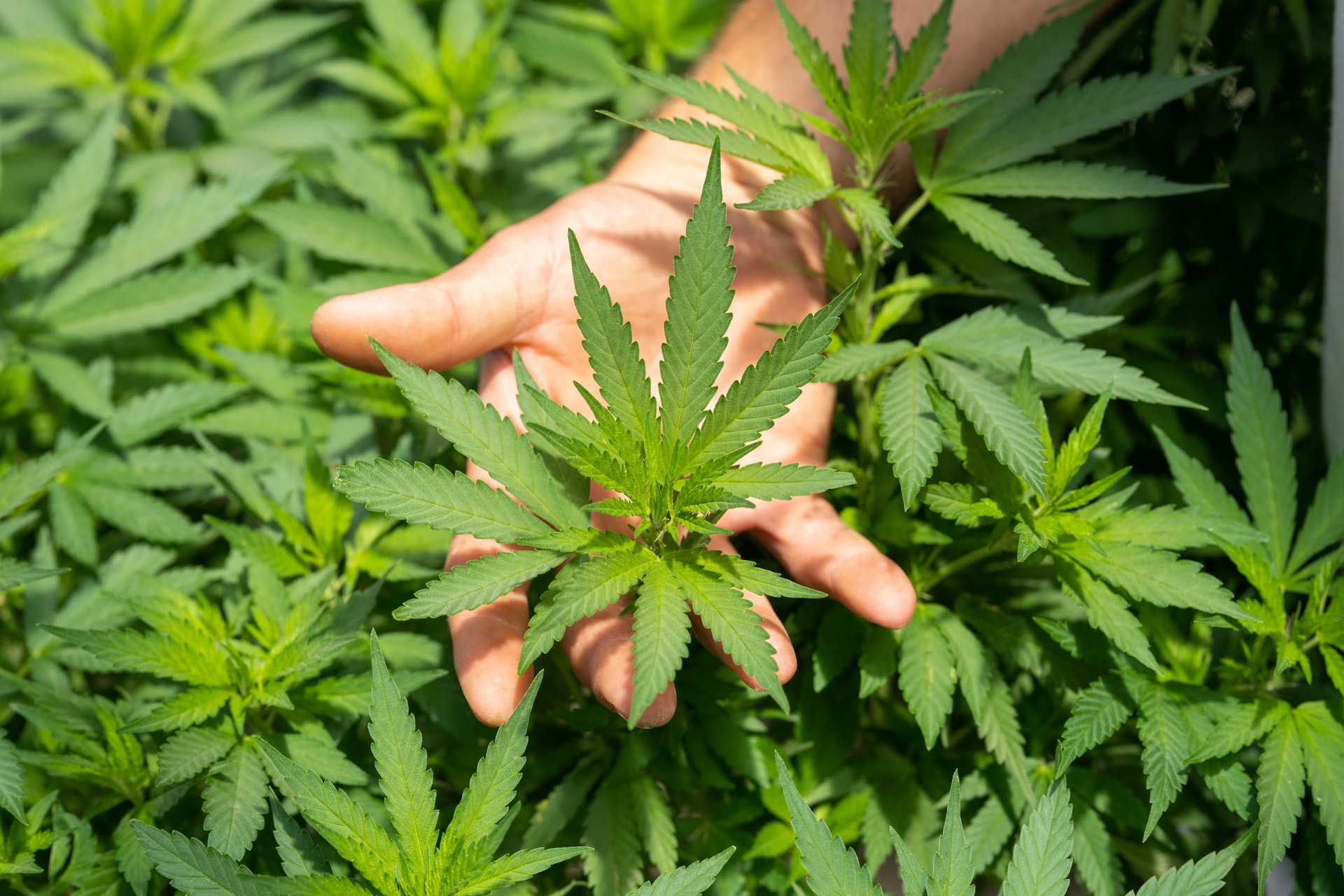 Cannabis leaves in hand